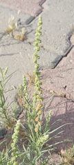 Oligomeris linifolia