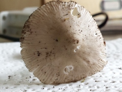 Amanita huijsmanii