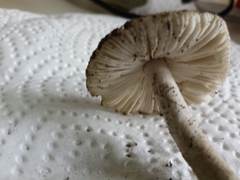 Amanita huijsmanii