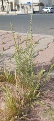 Oligomeris linifolia