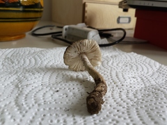 Amanita huijsmanii