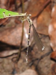Episynlestes albicaudus