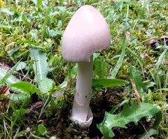 Amanita