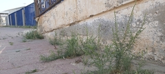 Oligomeris linifolia
