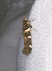 Macrobathra ceraunobola