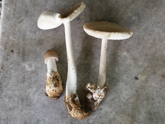 Amanita