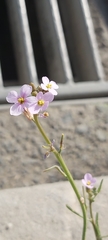 Cakile arabica