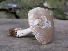 Amanita huijsmanii