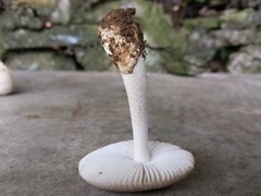 Amanita huijsmanii