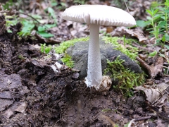 Amanita huijsmanii