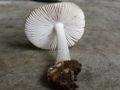 Amanita huijsmanii