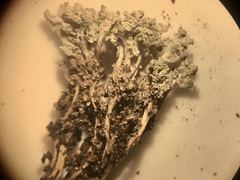 Stereocaulon tennesseense