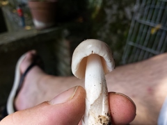 Amanita