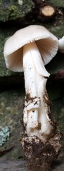 Amanita
