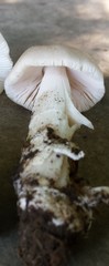 Amanita