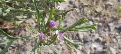 Cakile arabica