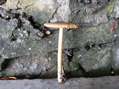Amanita fulva