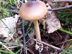 Amanita fulva