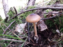 Amanita fulva