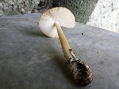 Amanita fulva