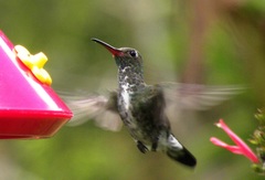 Chionomesa fimbriata