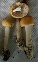 Amanita subnudipes