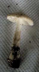 Amanita