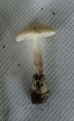 Amanita