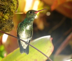 Chionomesa fimbriata