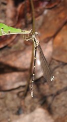 Episynlestes albicaudus