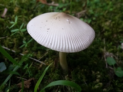 Amanita