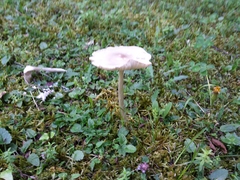 Amanita
