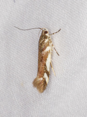 Macrobathra heminephela