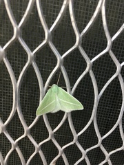 Chlorosea margaretaria