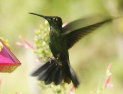 Heliodoxa leadbeateri