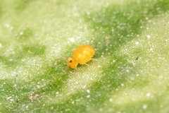 Deuterosminthurus pallipes