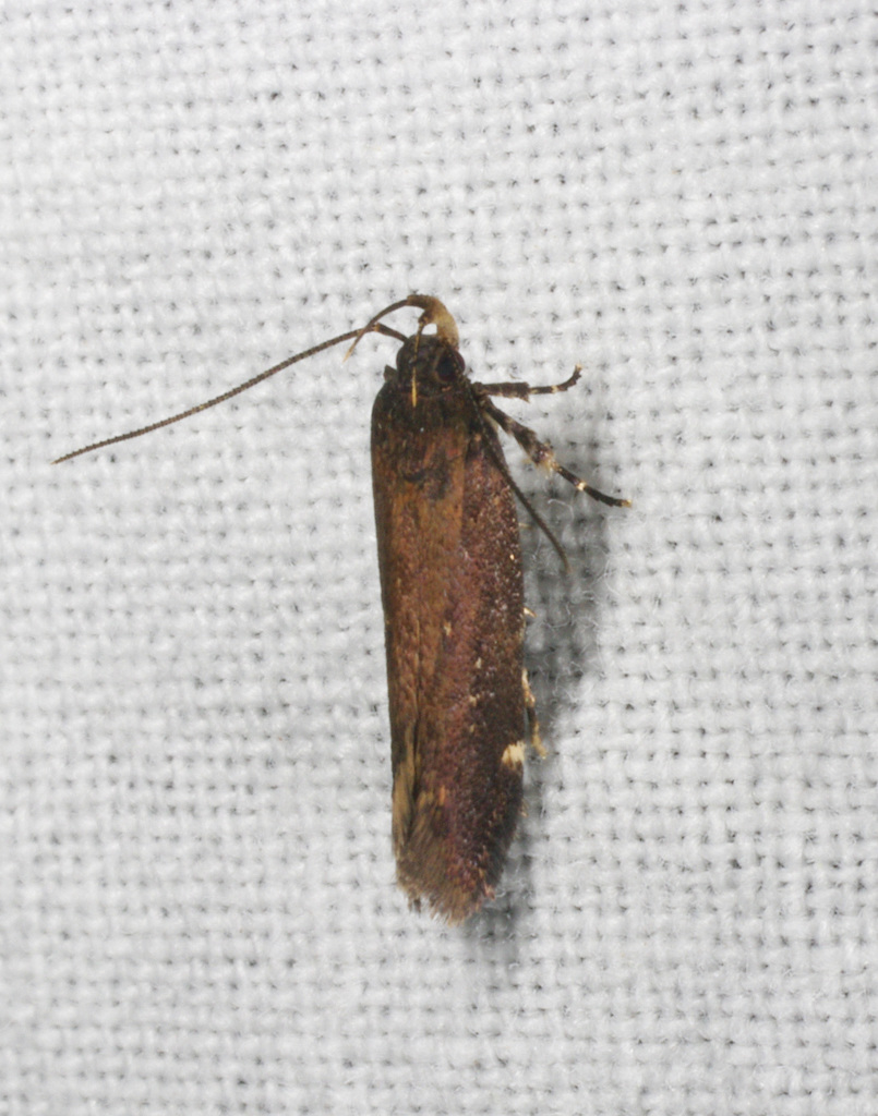 Macrobathra isoscelana