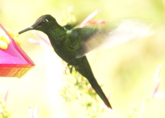 Heliodoxa leadbeateri