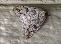 Spodolepis substriataria