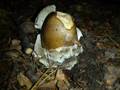 Amanita