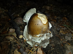 Amanita