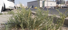 Oligomeris linifolia