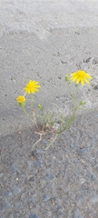 Senecio glaucus