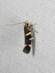 Macrobathra leucopeda