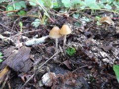 Psilocybe serbica
