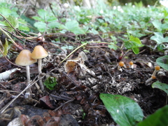 Psilocybe serbica