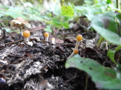 Psilocybe serbica