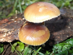 Psilocybe serbica