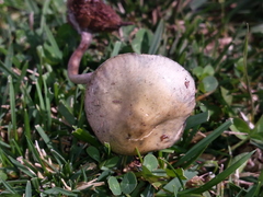 Psilocybe serbica