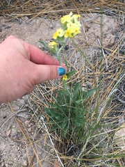 Oreocarya confertiflora